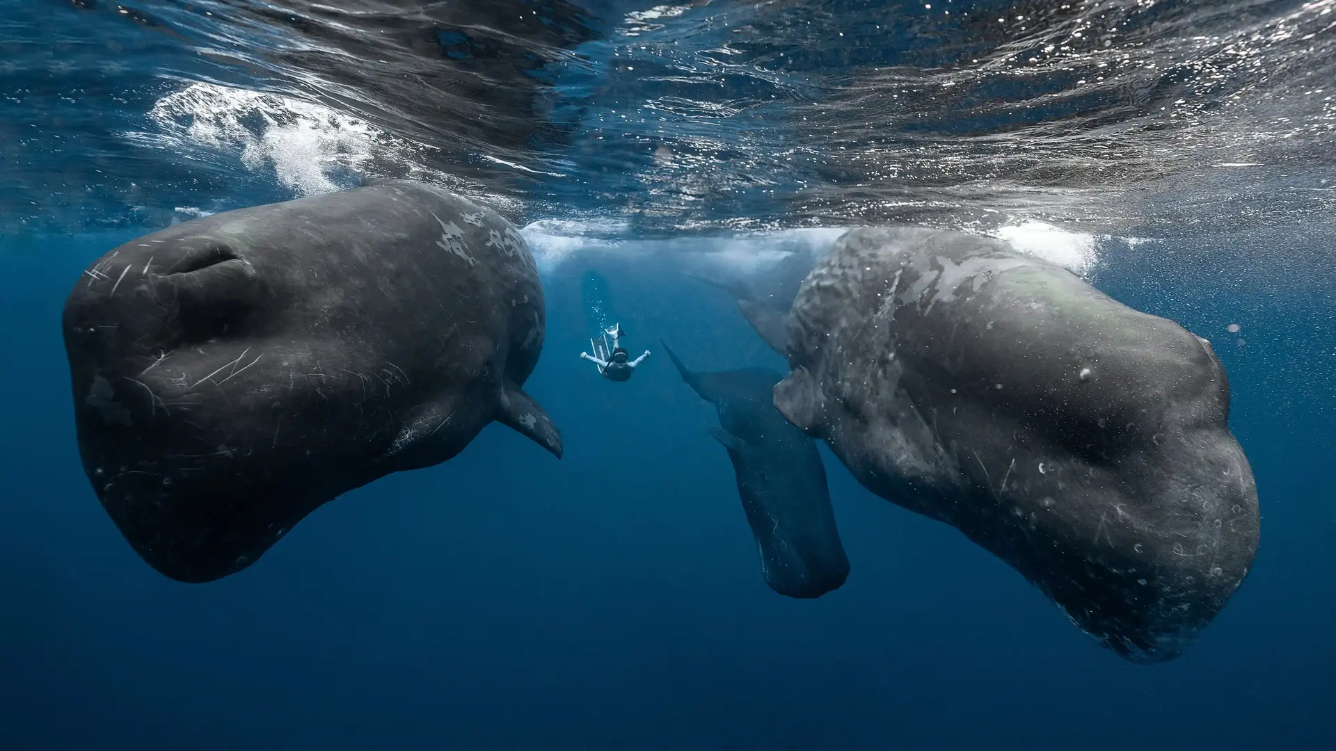 About LAS Diving